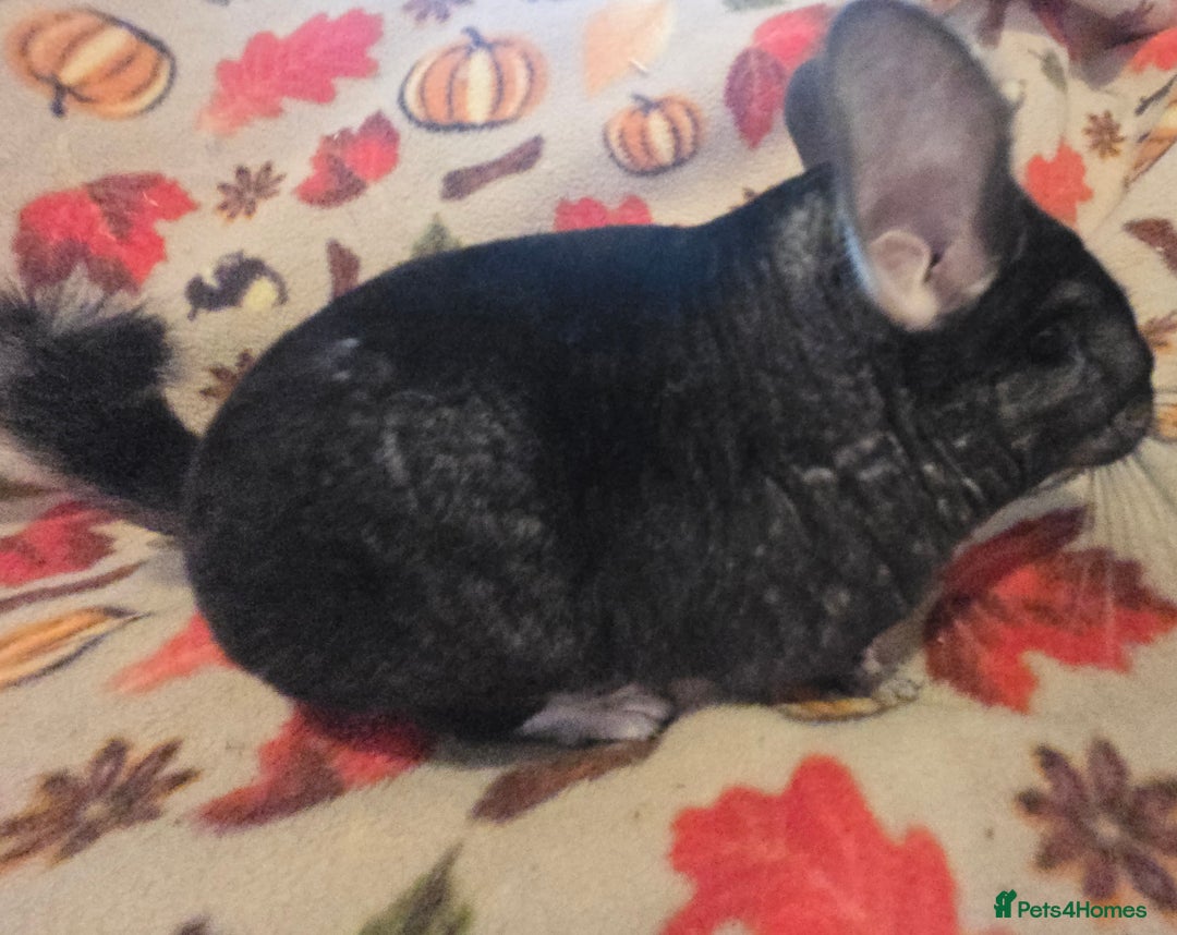 Chinchilla rodents for sale: Black pearl Carriers - Image 19