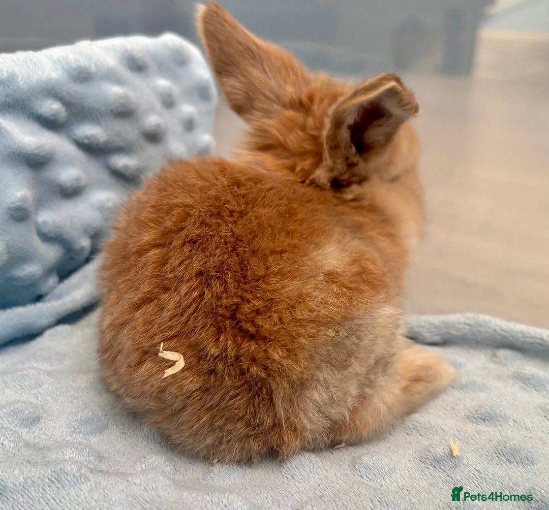 Mini Lop rabbits for sale: Beautiful Mini Lop Baby Bunnies 🐰 - Advert 2