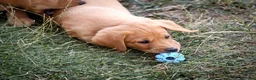 Labrador Retriever dogs for sale: Elite Litter: KC Registered Fox Red Labrador Pups - Advert 20