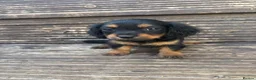 Mixed Breed dogs for sale: DASHALIER PUPPIES Cavalier X dachshund in Saffron Walden - Advert 3