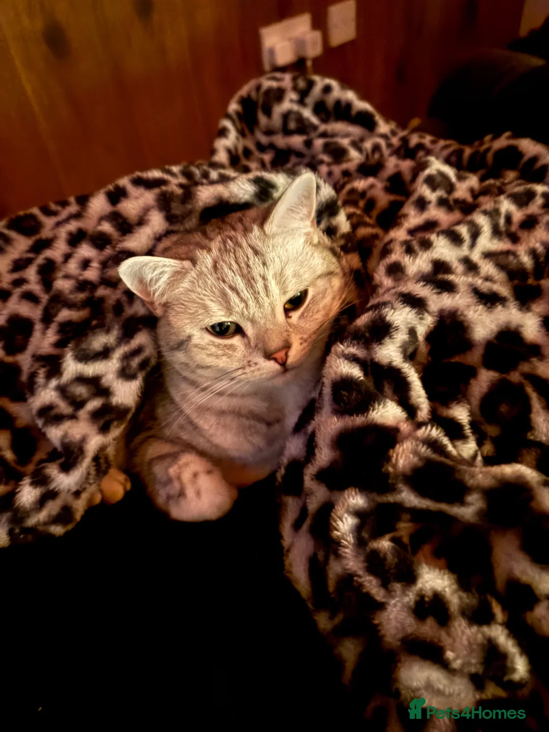 British Shorthair cats for sale: 2 British Short Hair Cats - Advert 2