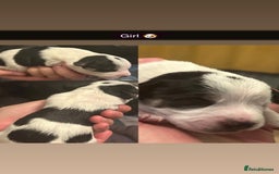 Jackapoo dogs for sale: Beautiful Jackapoos this is Bonnie’s 2nd litter  - Image 7