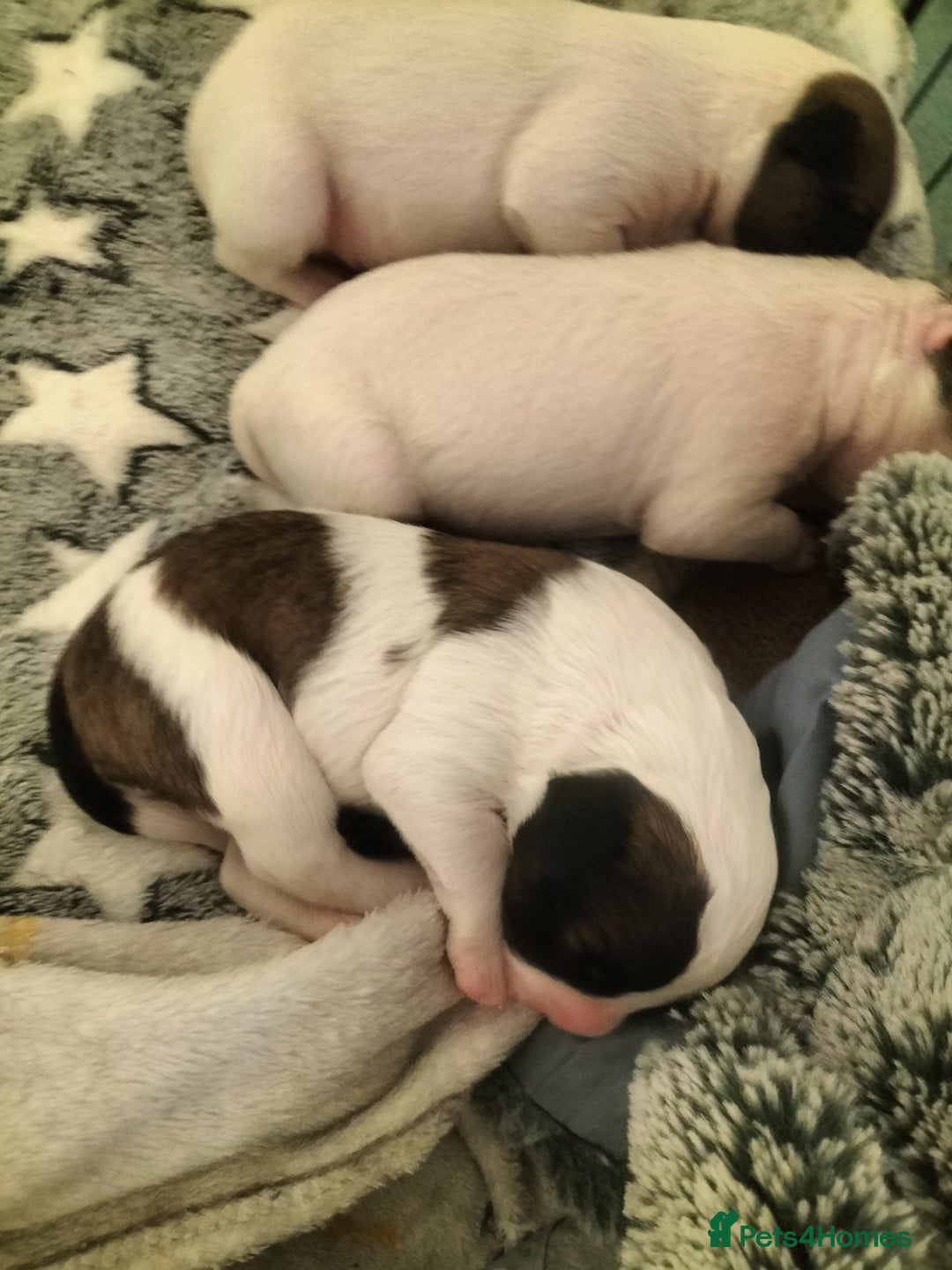 Mixed Breed dogs for sale: Cute litter of puppies  - Advert 10