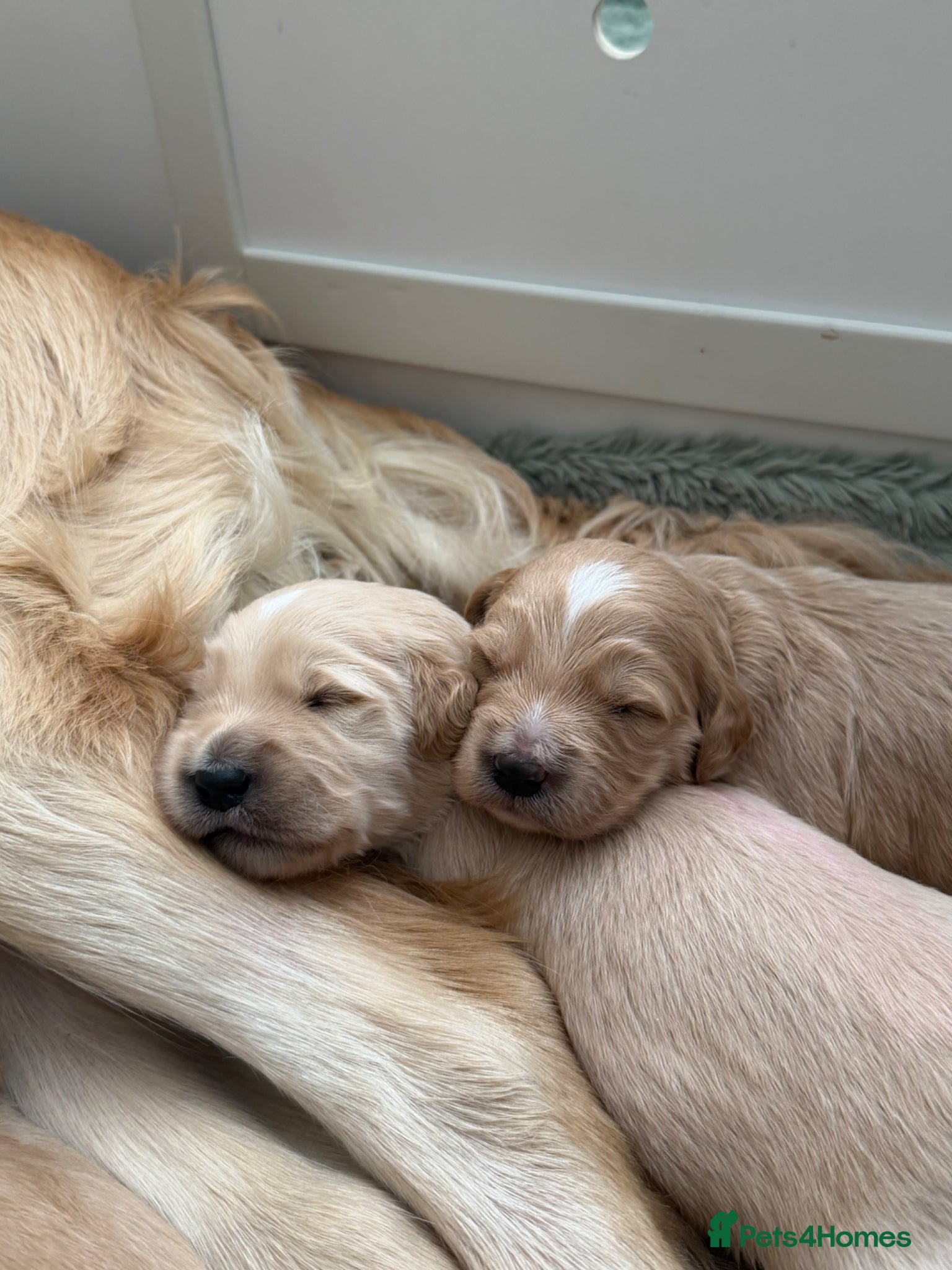 Mixed Breed dogs for sale: Quality Health Tested Goldendoodles - Advert 3