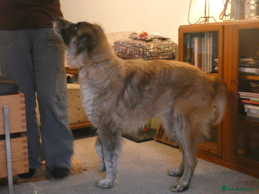 Mixed Breed dogs for adoption: Peggy  - Advert 8