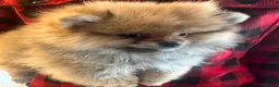 Pomeranian dogs for sale: KC Russian/taiwan Femail Poms - Advert 4