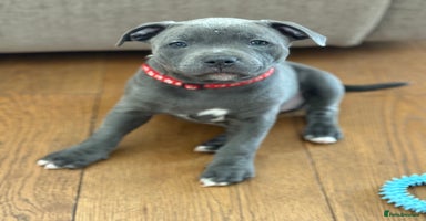 Staffordshire Bull Terrier dogs - Advert 3
