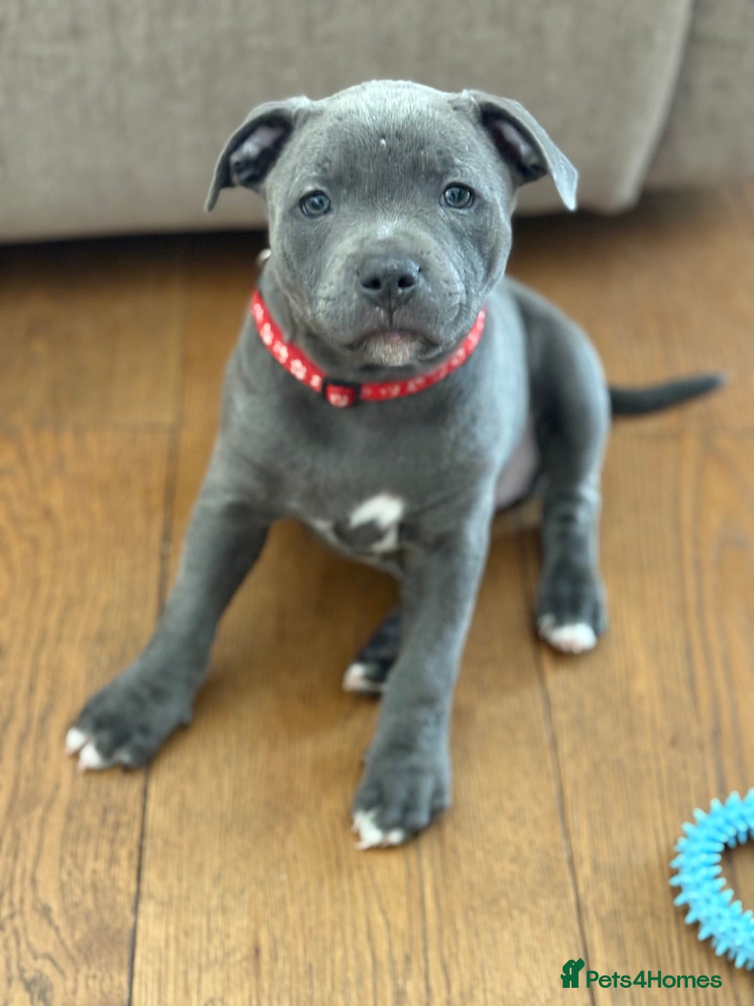 Staffordshire Bull Terrier dogs for sale: REDUCED * Kc registered Staffordshire blue terrier - Image 2