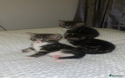 British Longhair cats for sale: 3 tabby kittens - Image 1