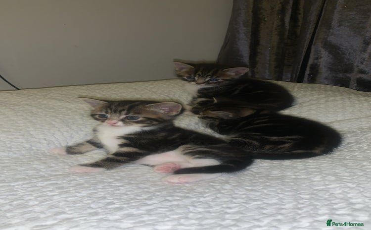 British Longhair cats - Advert 2