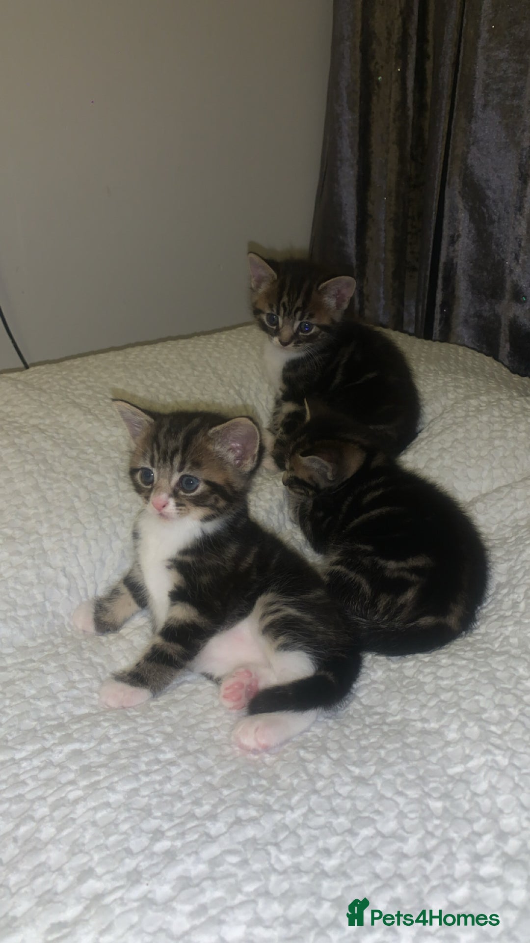 British Longhair cats for sale: 3 tabby kittens - Image 1