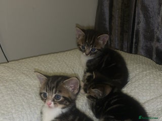 British Longhair cats - Advert 13