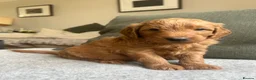 Mini Goldendoodle dogs for sale: F1 Mini Goldendoodle Puppies- ONE REMAINING   - Advert 18