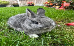 Netherland Dwarf rabbits for sale: Netherland Dwarf Rabbits For Sale  - Image 8