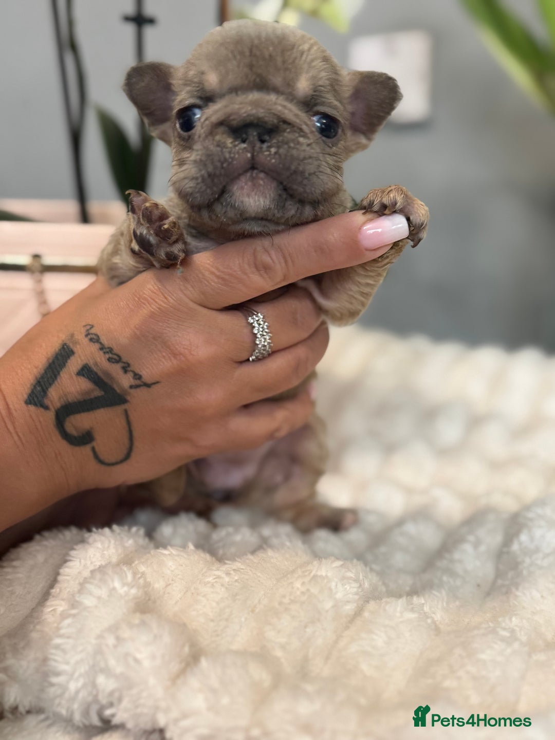 French Bulldog dogs for sale: 🩷🏡 Adorable fluffy French Bulldogs - Advert 14