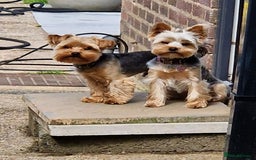 Yorkshire Terrier dogs for sale: Beautiful Yorkshire Terrier puppies - Image 6