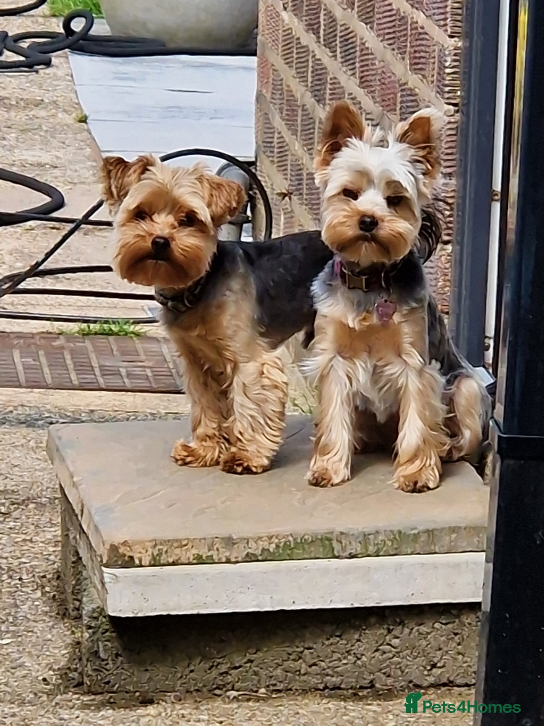 Yorkshire Terrier dogs for sale: Beautiful Yorkshire Terrier puppies - Image 6