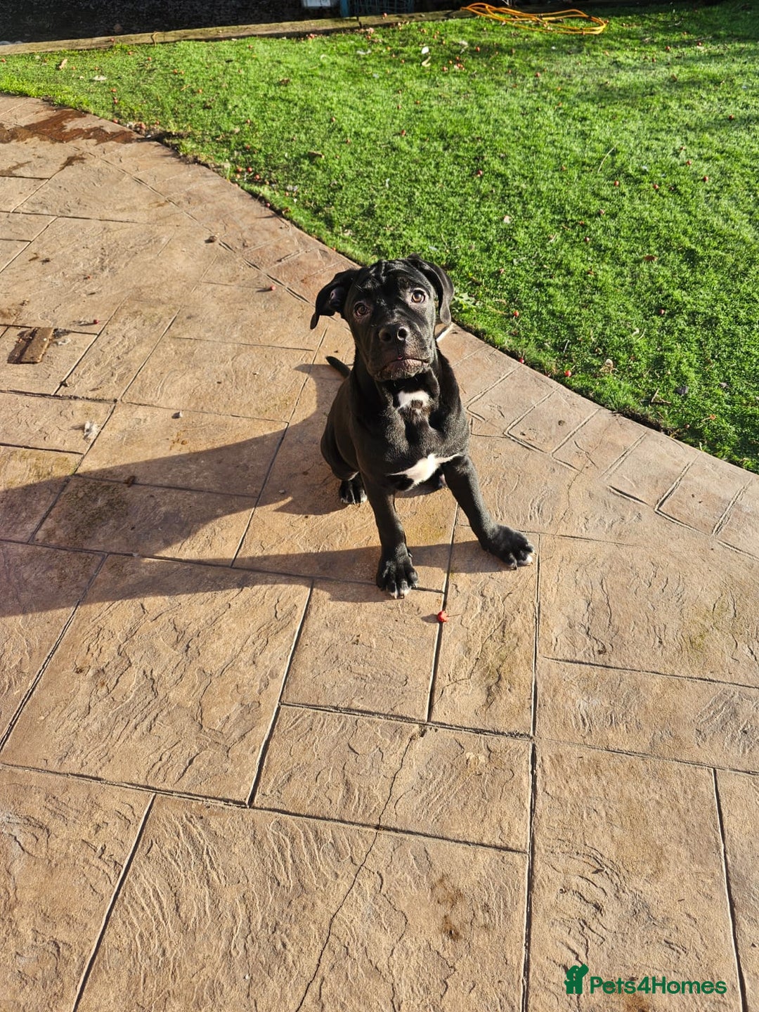 Cane Corso dogs for sale: Last remaining girl cane corso - Advert 2