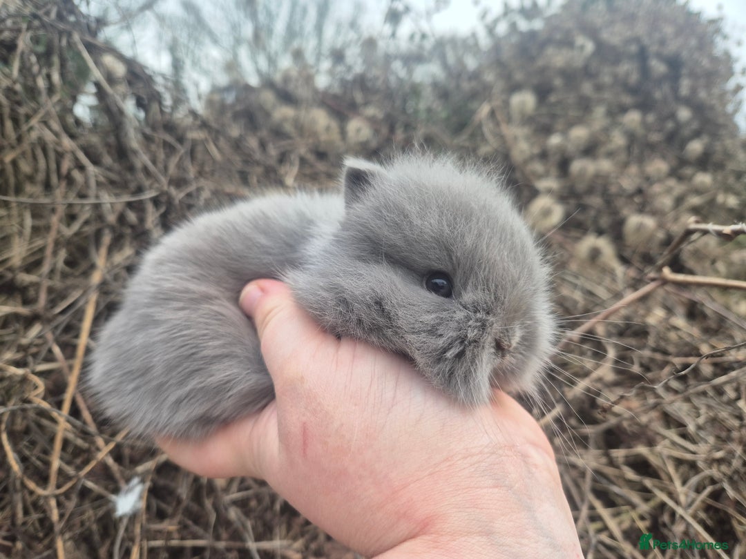 Angora rabbits for sale: 💙 Teddydwerg boy available 💙 - Advert 4