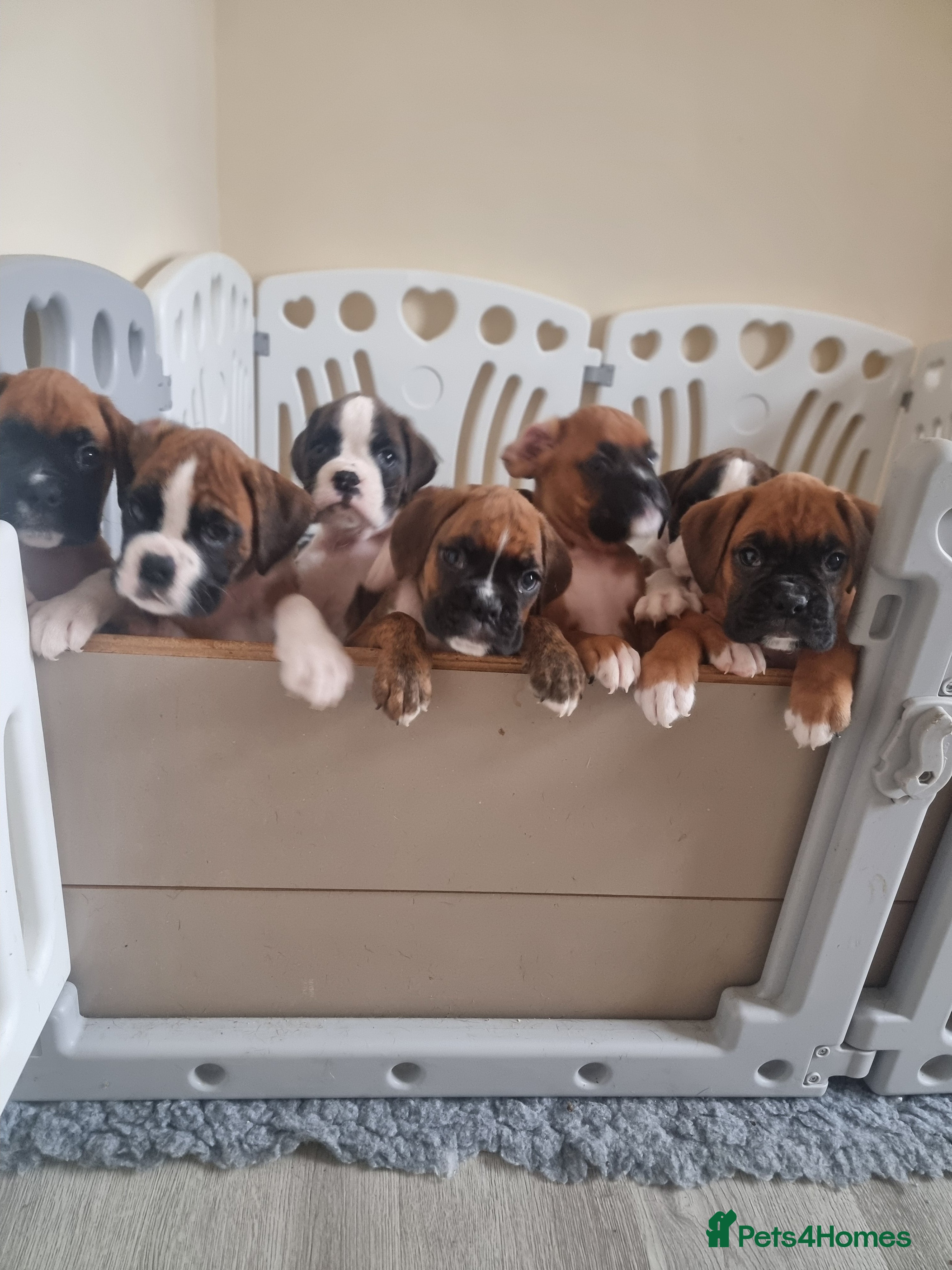 Boxer dogs Ready Now Outstanding  KC Boxer puppies - Advert 2