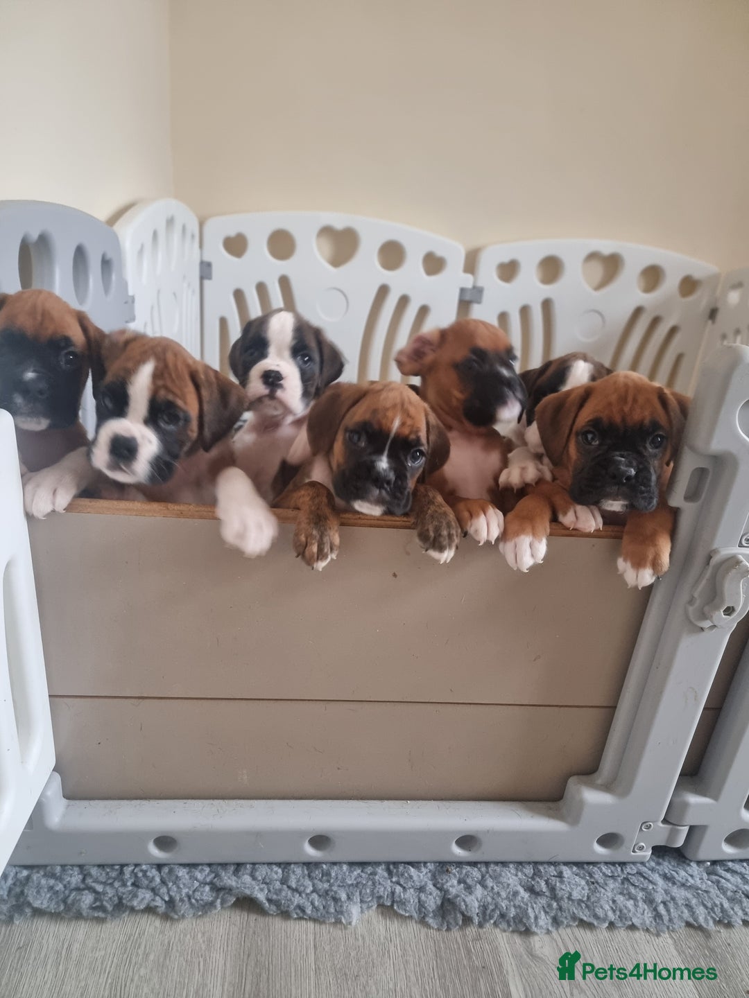 Boxer dogs for sale:   Outstanding  KC Boxer puppies - Advert 2