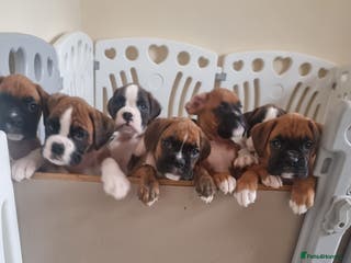 Boxer dogs Ready Now Outstanding KC Boxer puppies - Advert 2