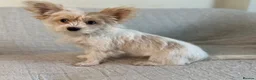 Yorkshire Terrier dogs for sale: BEAUTIFUL GOLDDUST YORKSHIRE TERRIER PUPPIES - Advert 2