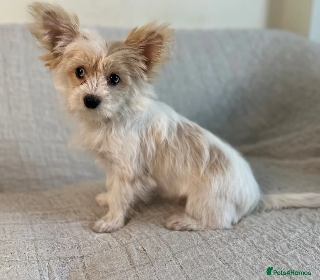 Yorkshire Terrier dogs for sale: BEAUTIFUL GOLDDUST YORKSHIRE TERRIER PUPPIES - Advert 2