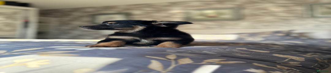 Chihuahua Puppy 