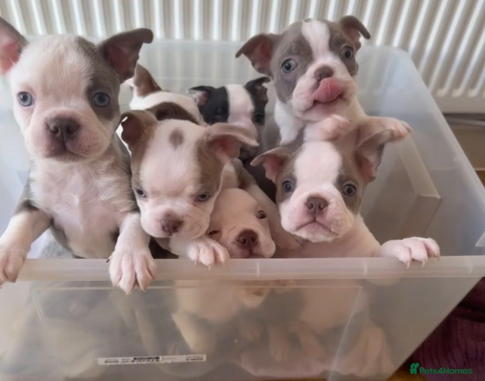 Boston Terrier dogs KC Registered Boston Terrier ready now - Advert 15