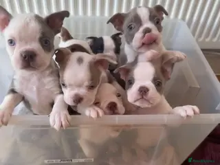 Boston Terrier dogs KC Registered Boston Terrier ready now - Advert 15