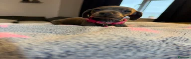 Dachshund 3