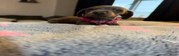 Dachshund dogs for sale: 9 beautiful babies looking for loving homes  - Advert 8