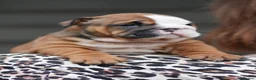 English Bulldog dogs for sale: 2 females from INW GRCH Bonnie.  - Advert 6