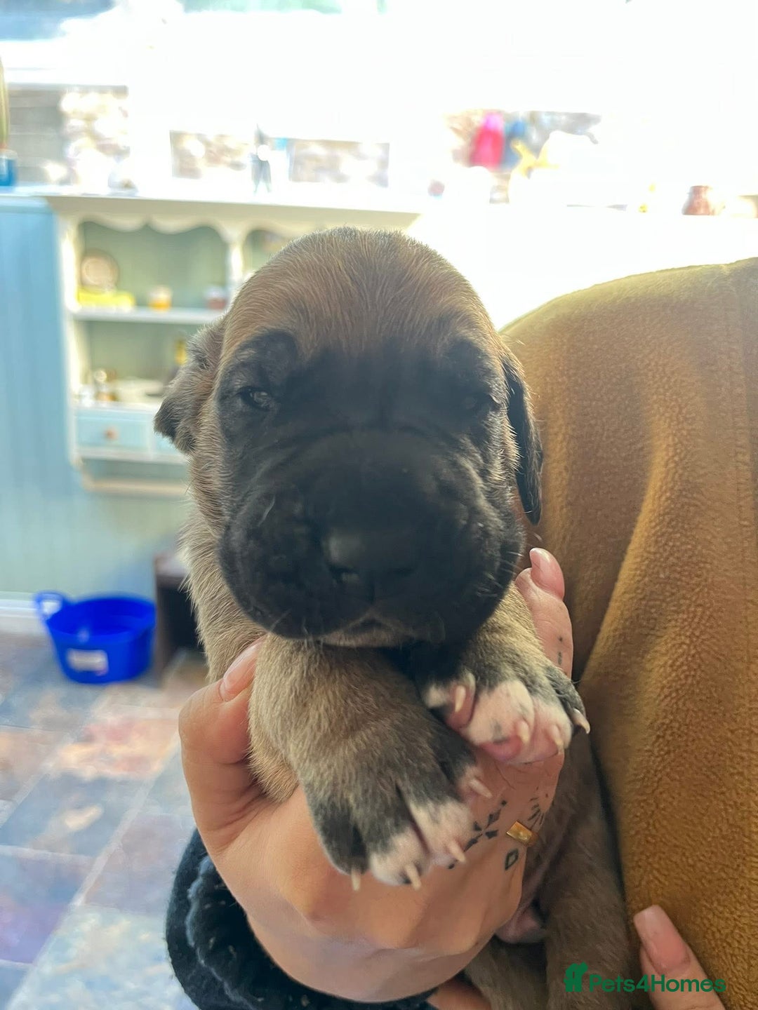 Great Dane dogs for sale: Great Dane puppy’s  - Image 2