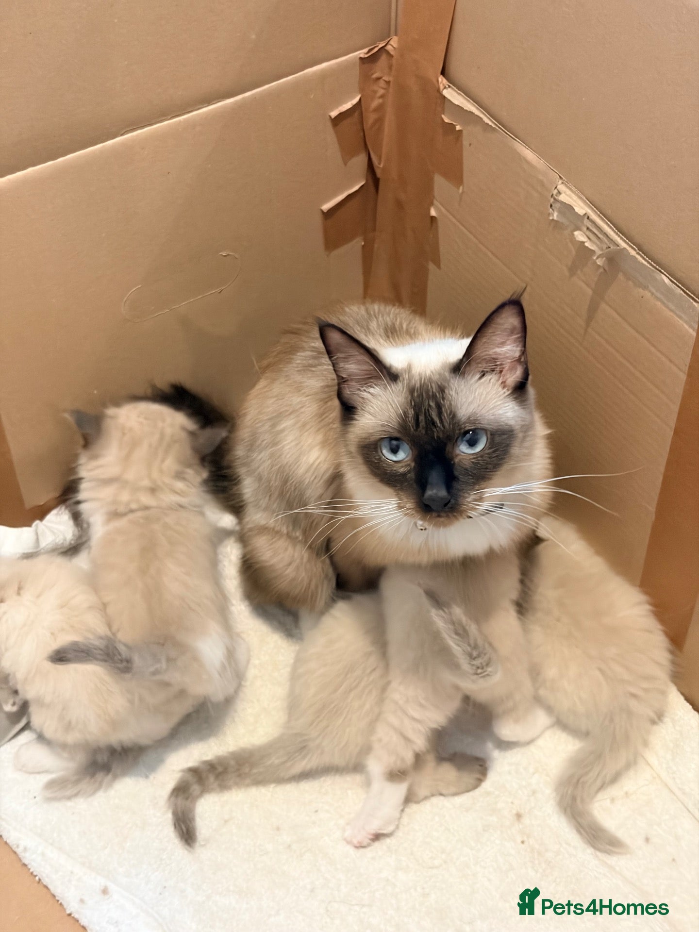 Ragdoll cats Stunning Purebred Ragdoll Kittens - Advert 17
