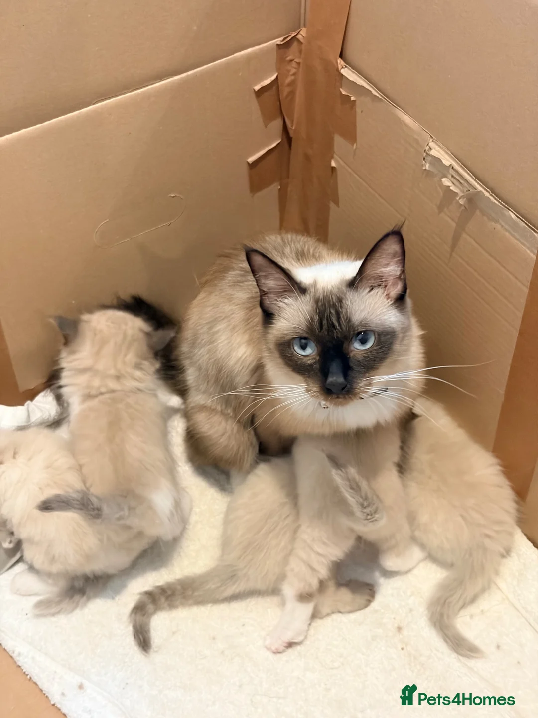 Ragdoll cats for sale: Stunning Purebred Ragdoll Kittens - Advert 1