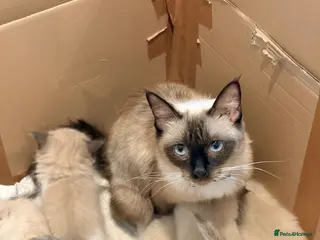 Ragdoll cats Stunning Purebred Ragdoll Kittens - Advert 2
