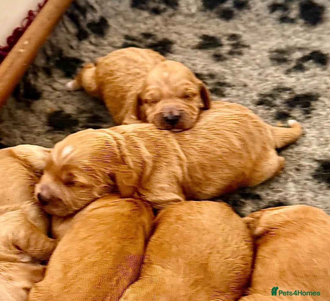 Cockapoo dogs for sale: Exceptional family pets top quality cockapoo’s - Advert 2
