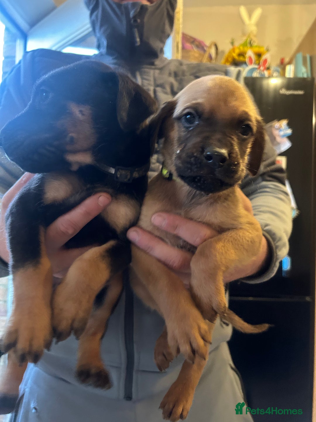 Mixed Breed dogs for sale: Doberman x cane corso  - Advert 23