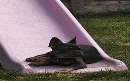 French Bulldog dogs for sale: 2 year old male, name is Blue - Image 18