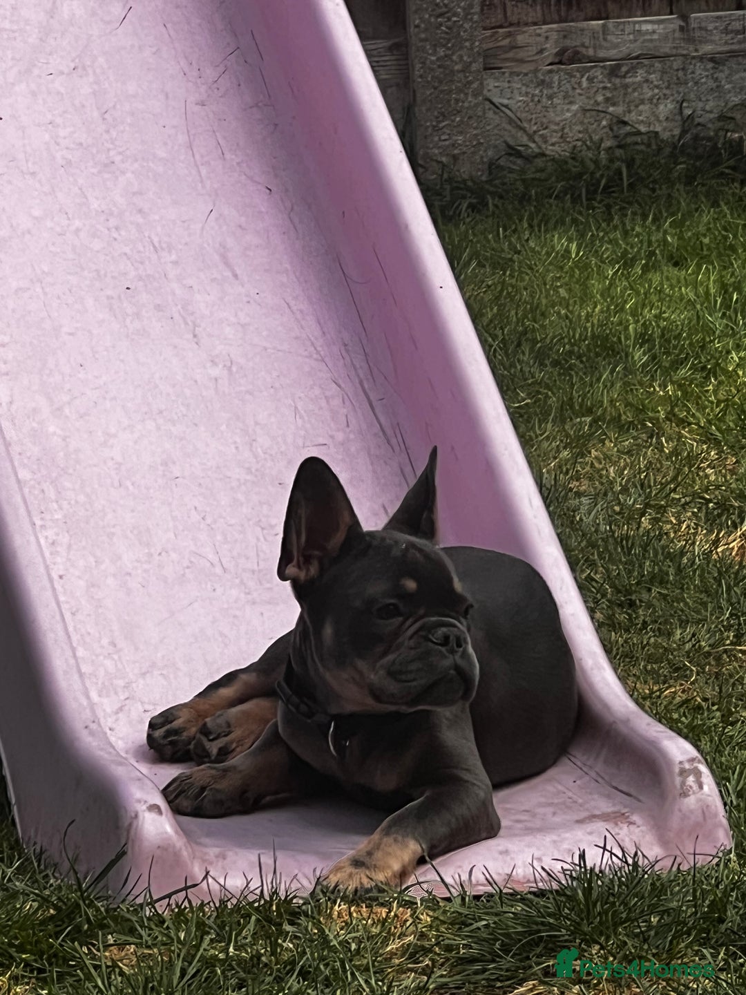 French Bulldog dogs for sale: 2 year old male, name is Blue - Image 18