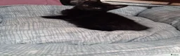 Mixed Breed cats for sale: Gorgeous  little black kitten - Advert 5