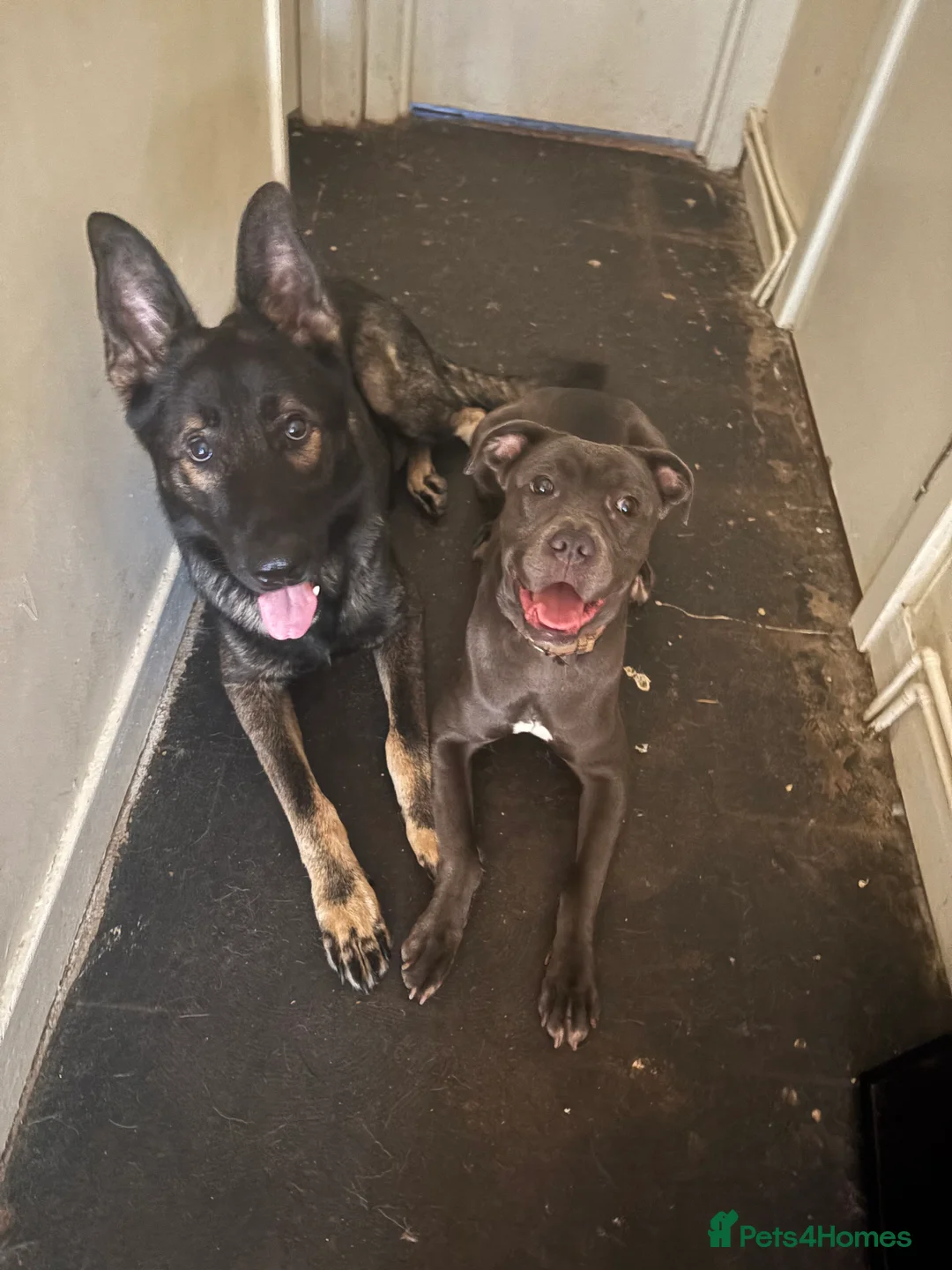 German Shepherd dogs for sale: German shepherd male - Advert 2