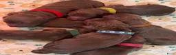 Cocker Spaniel dogs for sale: Kennel club working cocker spaniels  - Advert 23
