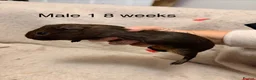 Guinea Pig rodents for sale: Agouti baby guinea pigs 5 males 1 female  - Advert 4