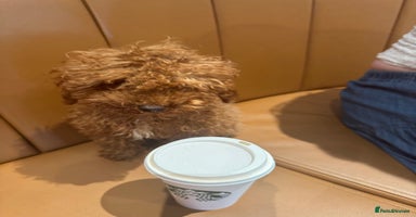 Toy Poodle dogs - Advert 5