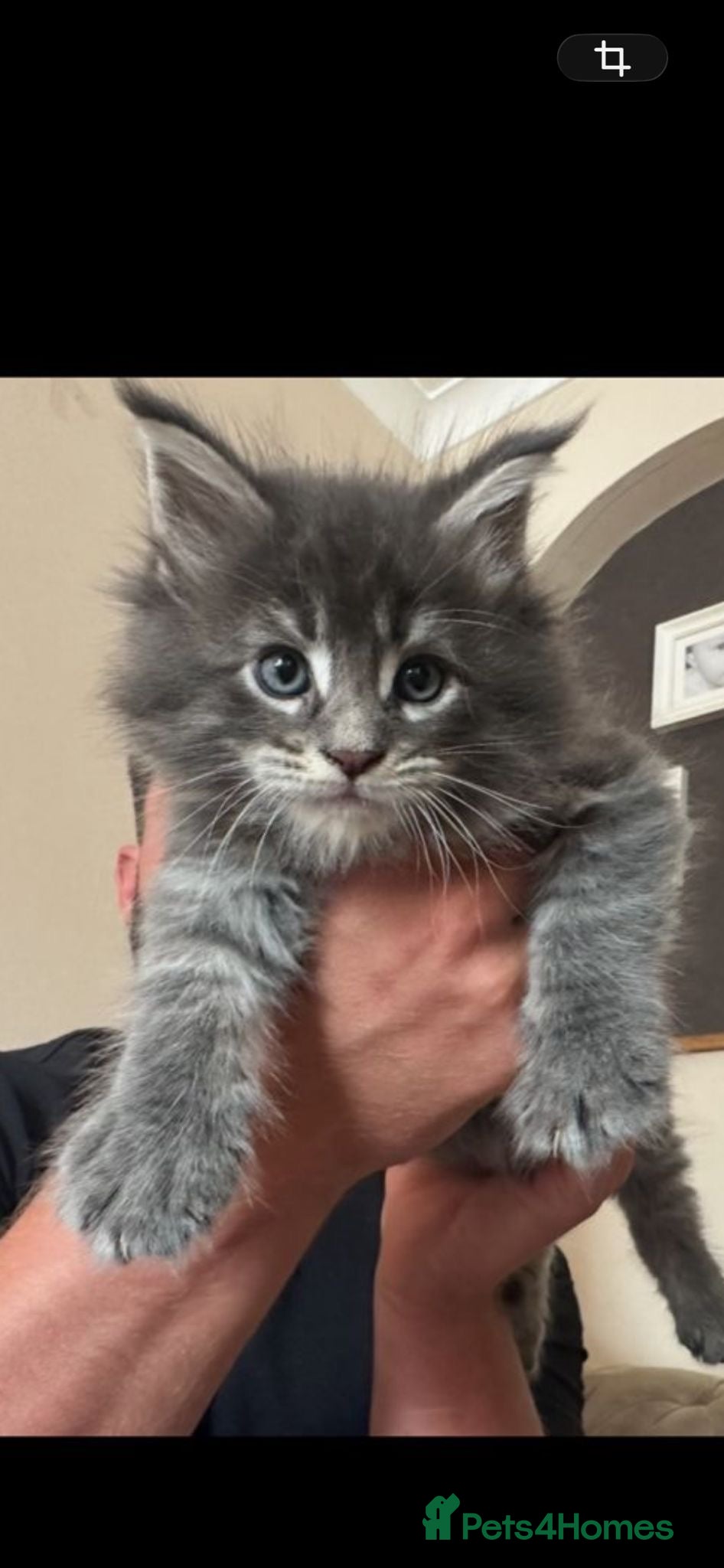 Maine Coon cats chunky tica Maine coons ( active)  - Advert 3