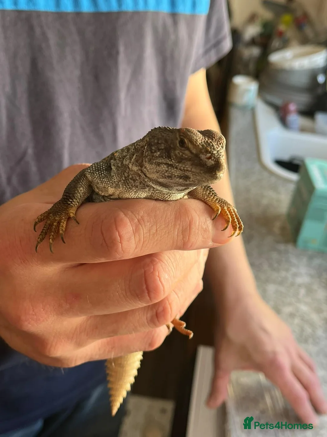 Lizard reptiles for sale: Uromastyx Nigriventris in Brierley Hill - Advert 2
