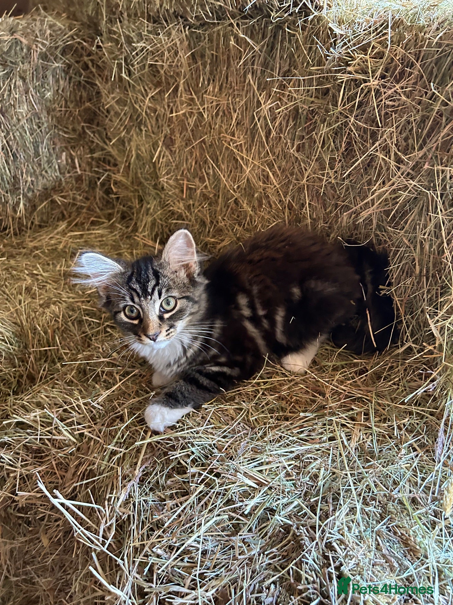 Mixed Breed cats Beautiful kittens for sale. - Advert 2
